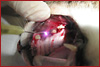 Zur Laserchirurgie - bitte klicken Zur Laserchirurgie - bitte klicken